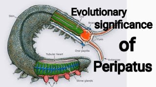 Notes  Evolutionary significance of Peripatus [upl. by Pellet12]