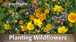 How to Plant and Grow Organic Wild Flowers [upl. by Fotzsyzrk]