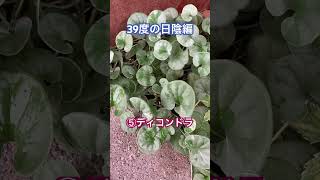 2024年猛暑39度の日陰で耐えた草花たち [upl. by Charmian]