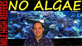 Algae how to control stop and prevent it in your reef tank [upl. by Sutelc]