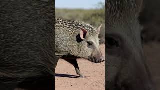 Collared Peccary  A Closer Look at Arizona’s Wild Boar discovery [upl. by Decamp]