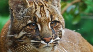 Asiatic golden cat Catopuma temminckii [upl. by Leidag]