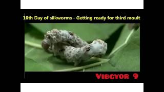 Life Cycle of Silkworm Bombyx mori on Mulberry Morus alba [upl. by Joelle28]