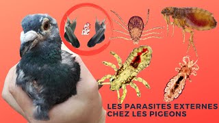 Les parasites externes chez les pigeons [upl. by Annawot]