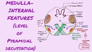 Cross section of Medulla level of pyrimadal motor decussation  Internal features of Medulla [upl. by Enneiluj981]