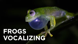 FROGS VOCALIZING  ANFÍBIOS VOCALIZANDO [upl. by Lazor]