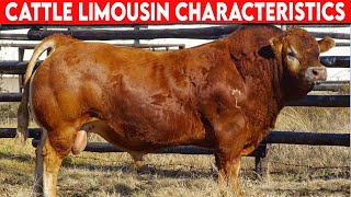 ⭕ Cattle Breeds Limousin Characteristics ✅ Cattle Limousin  Bulls Limousin [upl. by Holt]