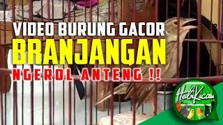 Branjangan Javanica Gacor Istimewa  Ngerol Anteng [upl. by Lladnar]