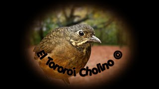 🕊️ Canto del Tororoí Cholino 🕊️ [upl. by Groark]