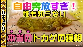 手の上で寝るおチビトカゲのヘンテコな寝相特集激かわトカゲの赤ちゃん★手で寝るゼノガマベビーとゼノガマ達の寝相 Xenagama Taylori Sleeping【爬虫類ペット】 [upl. by December]