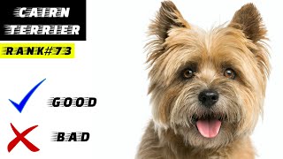 Cairn Terrier Pros And Cons [upl. by Nedle]