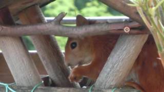 Eichhörnchen im Vogelhaus [upl. by Jefferey]