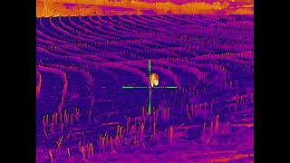 IRay Bolt TL35V2 Thermal Scope on a 223 Wylde AR15 Raccoon in Field [upl. by Anyek]