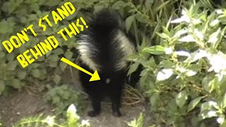 Dont Follow a Baby Skunks Butt [upl. by Elam]