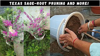 Texas SageRoot Pruning and More Leucophyllum Frutescens Container Gardening [upl. by Tillford382]