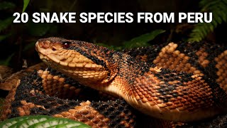 Snakes in Peru 20 species from the Amazon and deserts venomous bushmaster anaconda and more [upl. by Dulcine91]