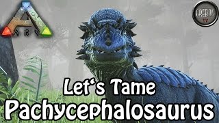 Ark Survival Evolved  Lets Tame Pachycephalosaurus deutsch [upl. by Wexler394]