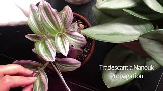 Easy Tradescantia Nanouk Propagation [upl. by Anaujd]