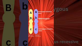 Alleles Homozygous vs Heterozygous gk biology biotechnology genetics geneticsclass12 [upl. by Llednik710]