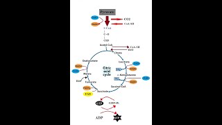 Krebs Cycle  Kreb Cycle  TCA Cycle  Citric Acid Cycle  Cellular Respiration [upl. by Azilanna896]