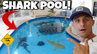 I Found A SWIMMING POOL With SHARKS [upl. by Akram226]