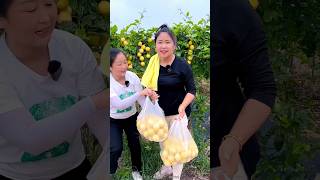 High Yielding Passion Fruit Farming  Beautiful Fruit Farming shorts passionfruit youtubeshorts [upl. by Thaxter39]