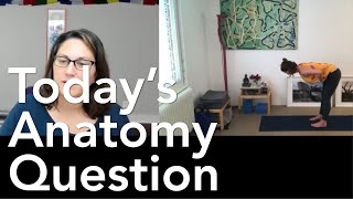 Todays Anatomy Question 50 Whats a better way to fold into Uttanasana 1130 [upl. by Aneel]