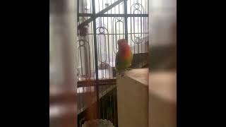 Green Lotino 🦜shorts trending viralvideo [upl. by Deidre]