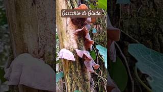 Orecchio di Giuda Auricularia auriculajudae 🍄‍🟫 NaturaWild Funghi2024 OrecchiodiGiuda [upl. by Boaten]