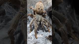 Fort hall baboon tarantula arachnid pterinochilus lugardi shorts [upl. by Thecla]