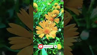 Amazing flower Grindelia Squarrosa🥰shorts amazing yellowflowers [upl. by Purcell]