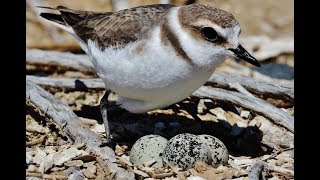 Nest of Kentish Plover Charadrius alexandrinus Θαλασσοσφυριχτής  Cyprus [upl. by Novahc]