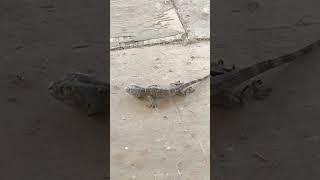 Gecko gecko shortvideo shortsyoutube shortsviral short [upl. by Ghiselin599]