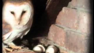 DavidCobhams THE PRIVATE LIFE OF THE BARN OWL  introduced by Sir David Attenborough I wildlife [upl. by Tuorah206]