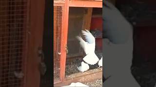 Patti walay kabootar  kabutar ki video  shorts ytshort pigeon shortsfeed kabootar kabutar [upl. by Yrogiarc]