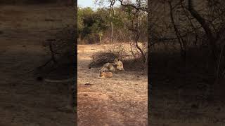 🦁🦁🦁Sasan Gir Turist  Gir Kesari  Sasan Jungal safari  Asian Lions 🦁🦁🦁 [upl. by Asirem]