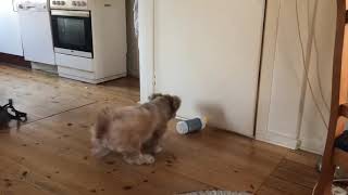 Dog scared of water bottle [upl. by Erait46]