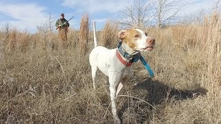 NW Oklahoma Quail Hunt [upl. by Sinned]