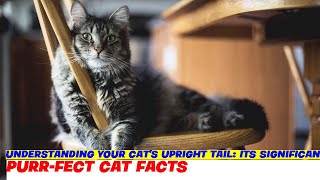 Understanding Your Cats Upright Tail Its Significance Explained [upl. by Danna]