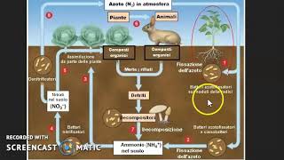 Il Ciclo dellAzoto [upl. by Kikelia171]
