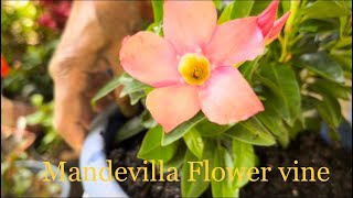 Mandevilla plant Care  Mandevilla or Dipladenia Care  Mandevilla Care in Winter [upl. by Dao984]