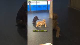 Dieser Hund liebt es Hunde zu streicheln shorts [upl. by Rafaelia]