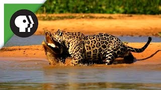 Jaguar Attacks Caiman Crocodile [upl. by Dlanor]