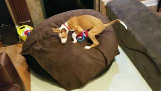 Kenobi the Ibizan Hound puppy gets a new bed [upl. by Akemet]