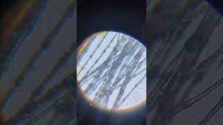 Birds feather under microscope 🔬🦠 microscopechallenge microscope [upl. by Esnahc]