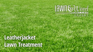 Leatherjackets in Lawn  Solved [upl. by Icam]