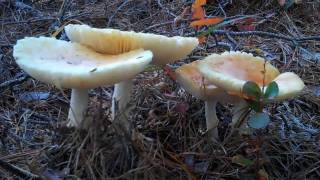 Mushrooms at Franklin Parker Preserve  NJCF [upl. by Hodgkinson]