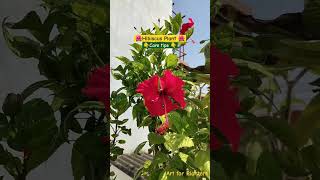 Hibiscus flowers 🌺 flowersnaturehowtoplantsterracegardendecorationhibiscus love trending [upl. by Waly626]