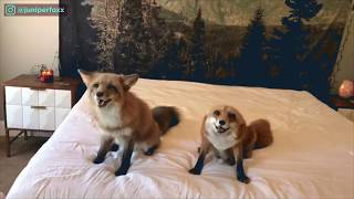 Meet the cutest pet foxes with 25 million Instagram followers [upl. by Alikat]