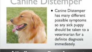 Canine Distemper  Dog Distemper  Dog Symptoms and Diseases [upl. by Athiste]